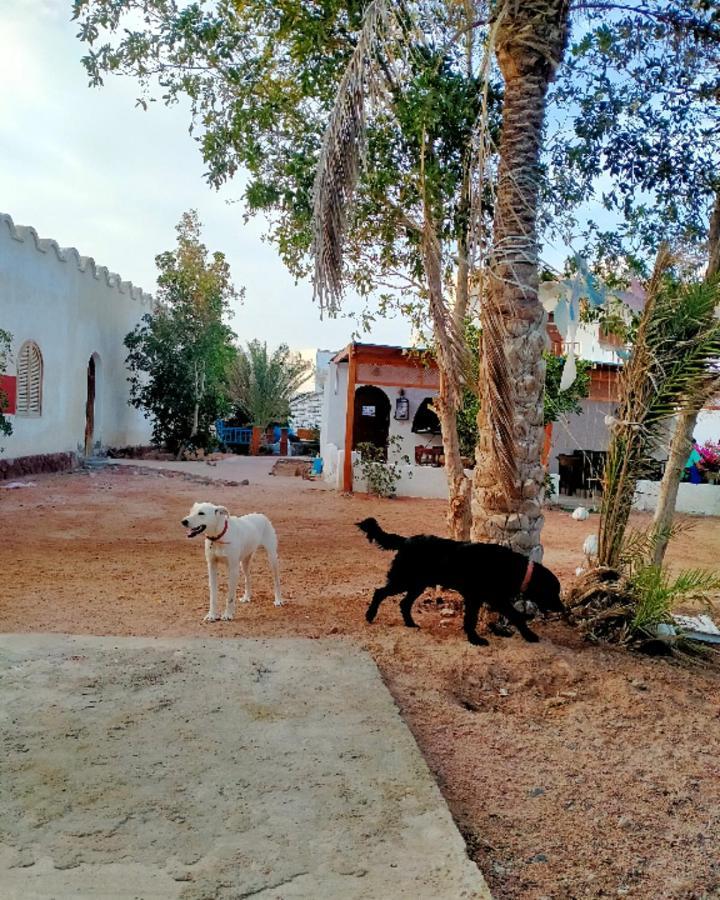Nook Hostel Dahab Bagian luar foto